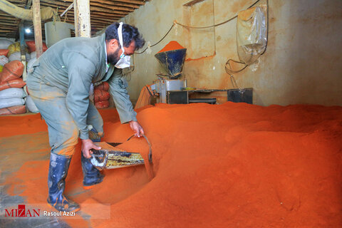 برداشت فلفل قرمز