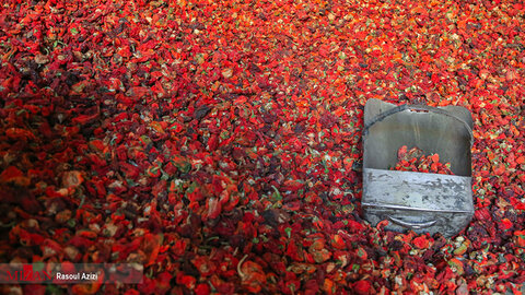 برداشت فلفل قرمز