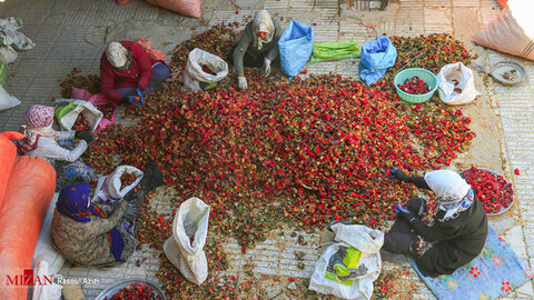 برداشت فلفل قرمز