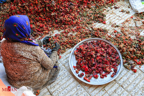 برداشت فلفل قرمز