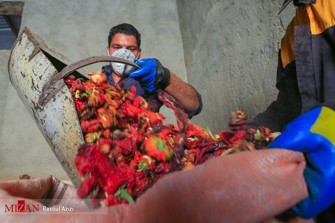 برداشت فلفل قرمز