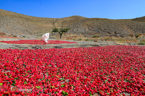 برداشت فلفل قرمز