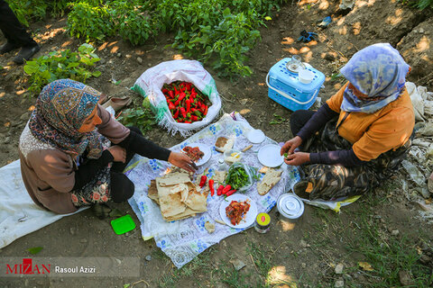 برداشت فلفل قرمز