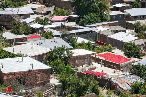 برداشت فلفل قرمز