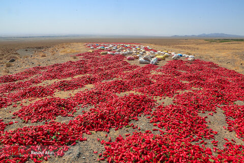 برداشت فلفل قرمز