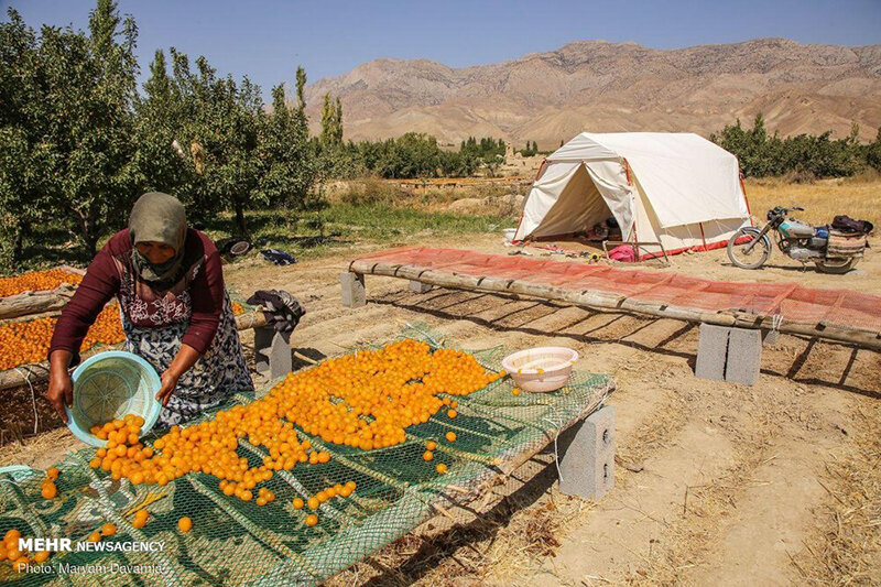 همشهری آنلاین - تصاویر | تولید آلو بخارا در روستای شوقان جاجرم