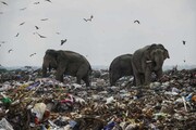 عکس روز| فیل‌ها در زباله‌ها