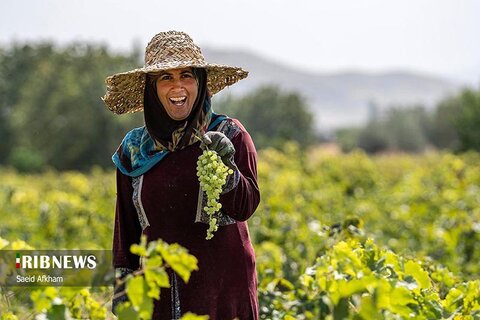 ملایر انگور و کشمش