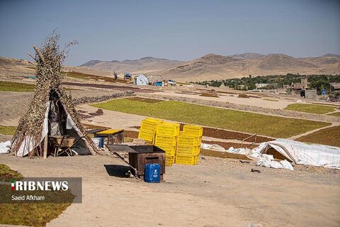ملایر انگور و کشمش