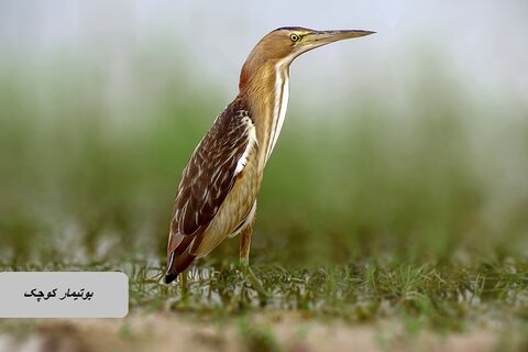 حیات وحش زیبای پرندگان