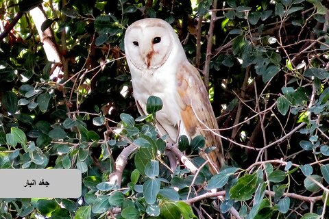 حیات وحش زیبای پرندگان