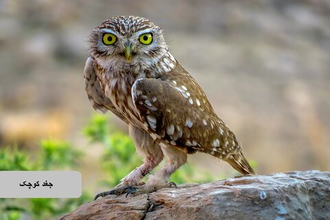 حیات وحش زیبای پرندگان