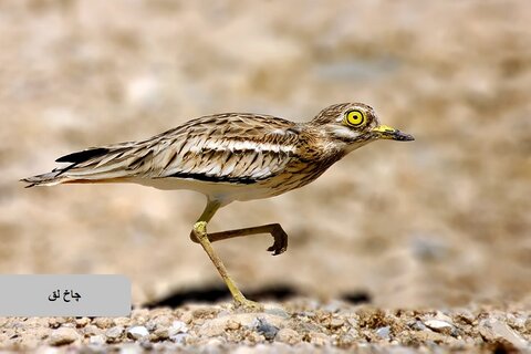 حیات وحش زیبای پرندگان