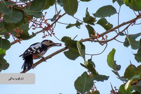 حیات وحش زیبای پرندگان