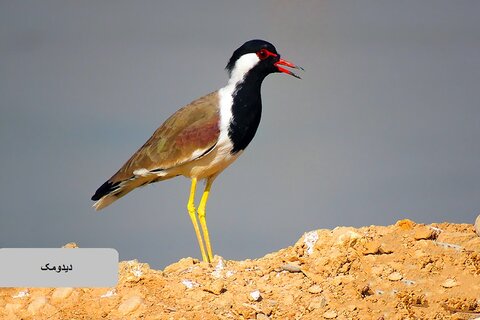 حیات وحش زیبای پرندگان