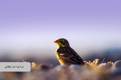 حیات وحش زیبای پرندگان