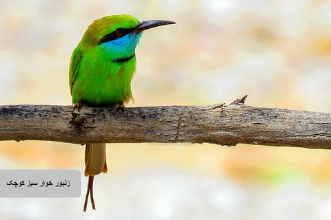 حیات وحش زیبای پرندگان