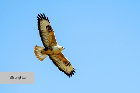 حیات وحش زیبای پرندگان