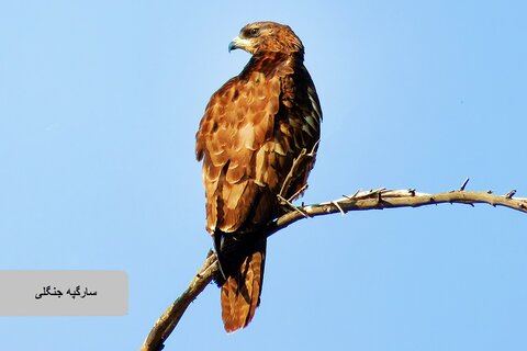 حیات وحش زیبای پرندگان