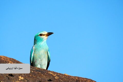 حیات وحش زیبای پرندگان