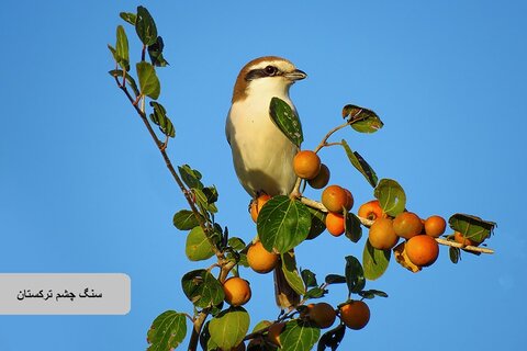 حیات وحش زیبای پرندگان