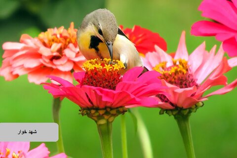 حیات وحش زیبای پرندگان