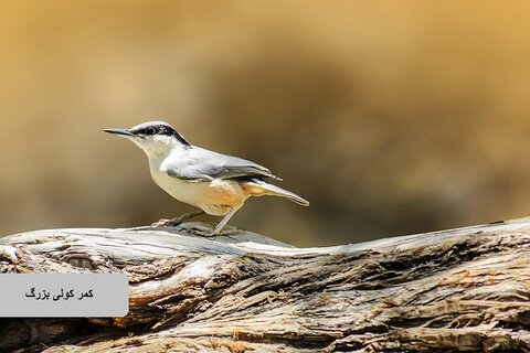 حیات وحش زیبای پرندگان