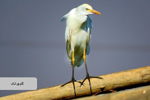 حیات وحش زیبای پرندگان