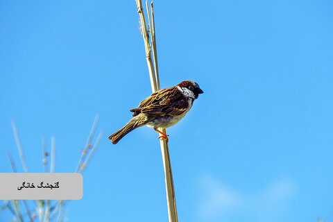 حیات وحش زیبای پرندگان