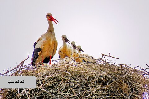 حیات وحش زیبای پرندگان