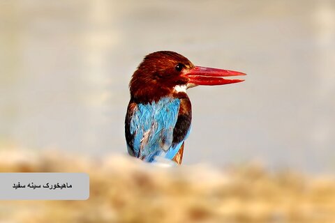 حیات وحش زیبای پرندگان