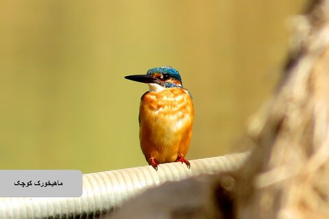 حیات وحش زیبای پرندگان