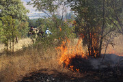تازه ترین اخبار از آتش‌سوزی در جنگل‌های نور | آتش سوزی جدی است ؟