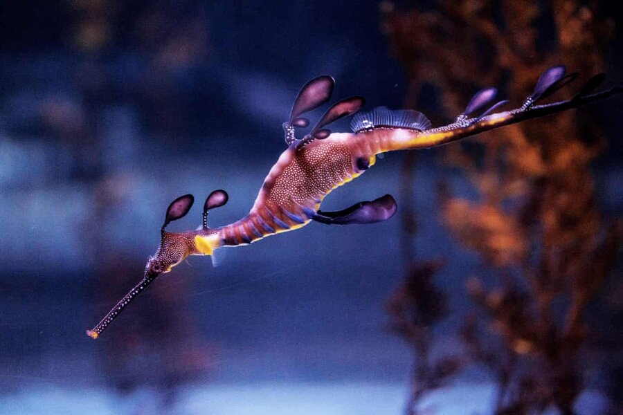 seadragon