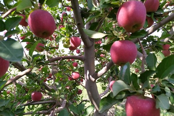 باغ سیب