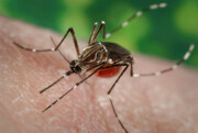 زنگ خطر مالاریا در یکی از استان‌های کشور | ۳ برابر شدن تعداد مبتلایان | برای پیشگیری چه باید کرد؟