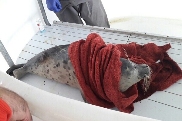 نجات فک خزری