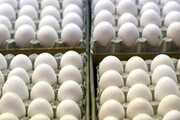 قیمت تخم مرغ شکست؟ | اعلام جدیدترین قیمت تخم‌مرغ در بازار
