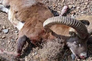 کشتار بی‌رحمانه در حیات وحش دنا + ویدئو | محیط زیست: شناسایی متخلفین کار آسانی نیست