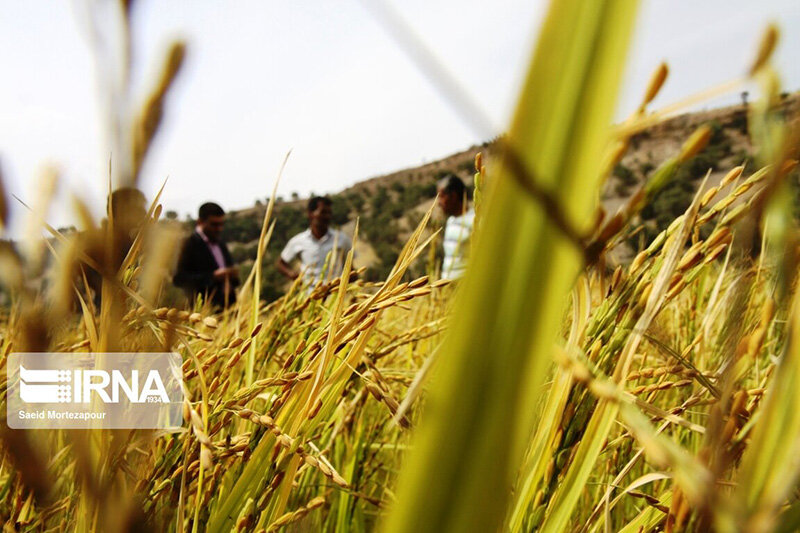 برداشت سنتی برنج در روستای کریک دنا