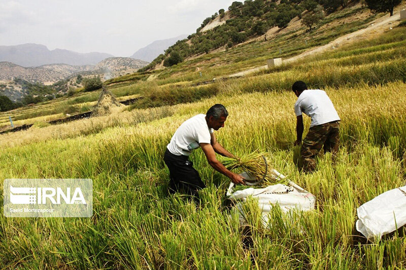 برداشت سنتی برنج در روستای کریک دنا