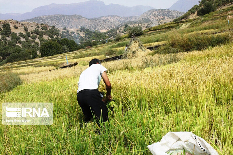 برداشت سنتی برنج در روستای کریک دنا