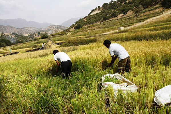 برداشت سنتی برنج در روستای کریک دنا
