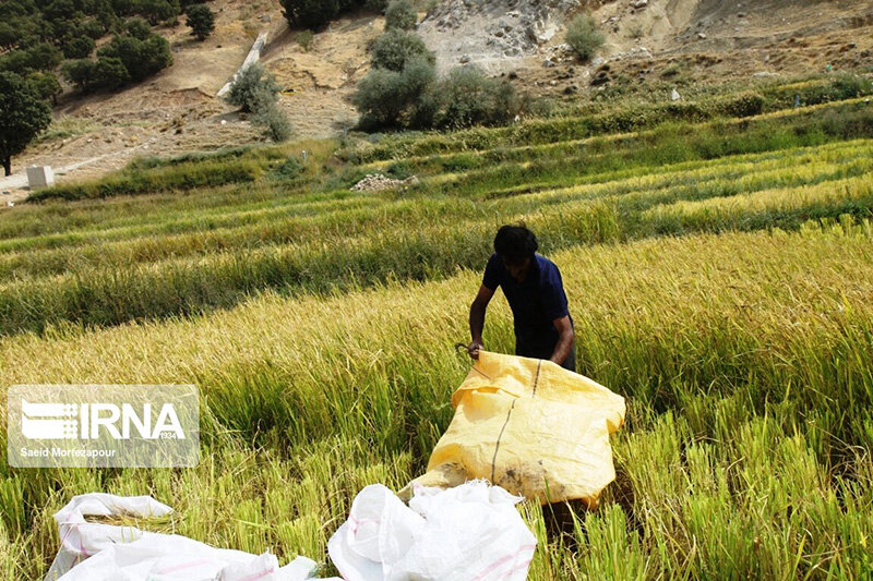 برداشت سنتی برنج در روستای کریک دنا