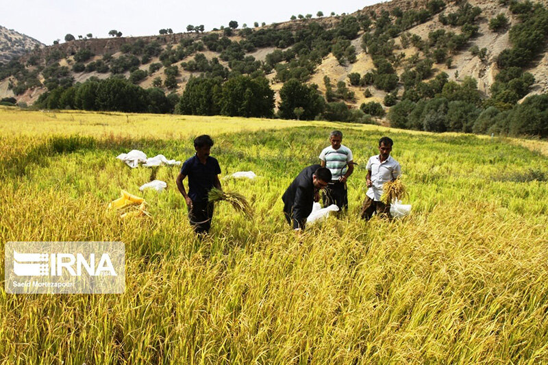 برداشت سنتی برنج در روستای کریک دنا