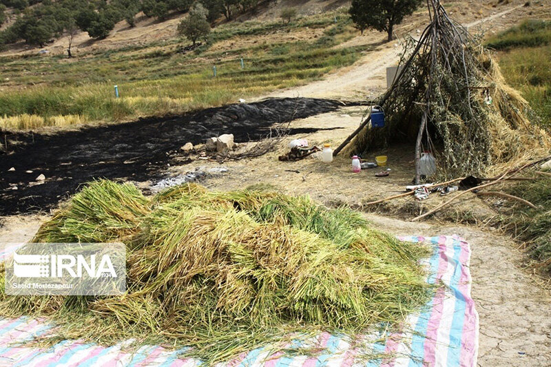 برداشت سنتی برنج در روستای کریک دنا