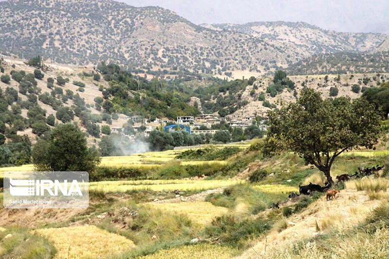 برداشت سنتی برنج در روستای کریک دنا