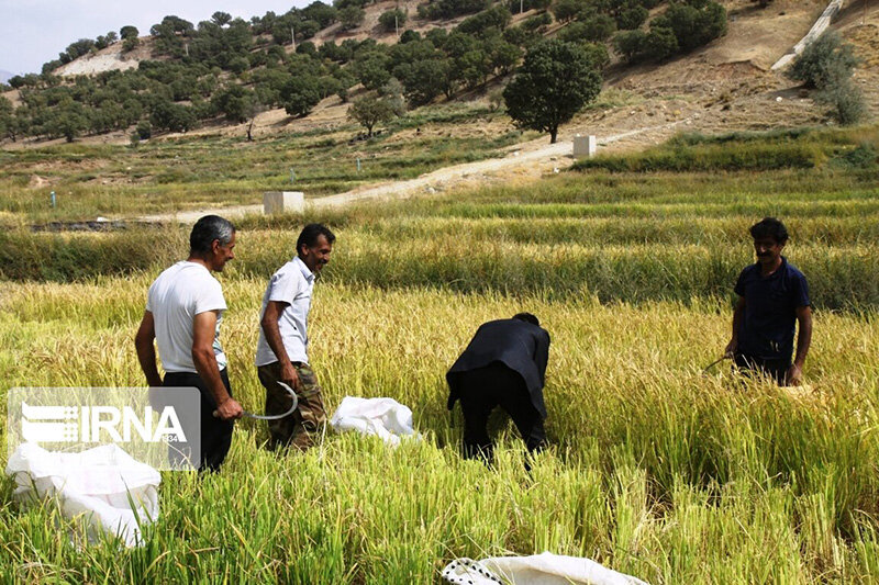 برداشت سنتی برنج در روستای کریک دنا