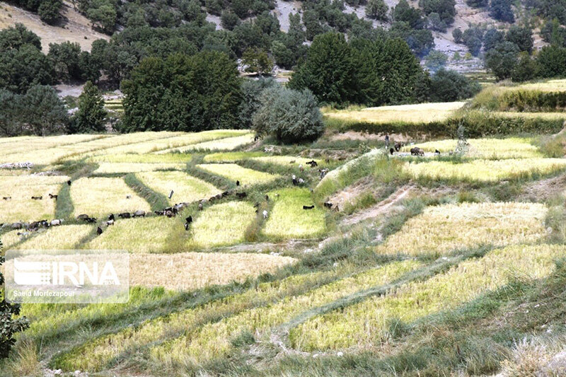 برداشت سنتی برنج در روستای کریک دنا