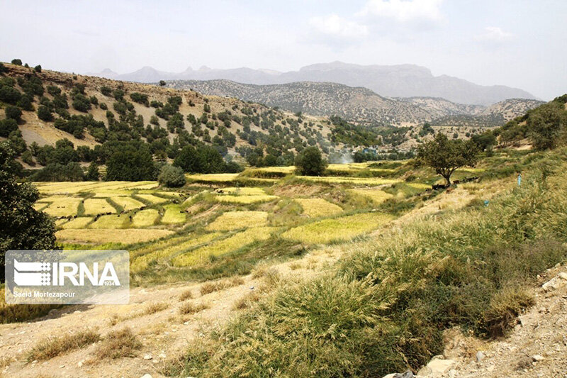 برداشت سنتی برنج در روستای کریک دنا